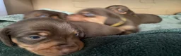 Miniature Dachshund dogs for sale: Stunning Chocolate & Tan Miniature Dachshund  - Advert 9
