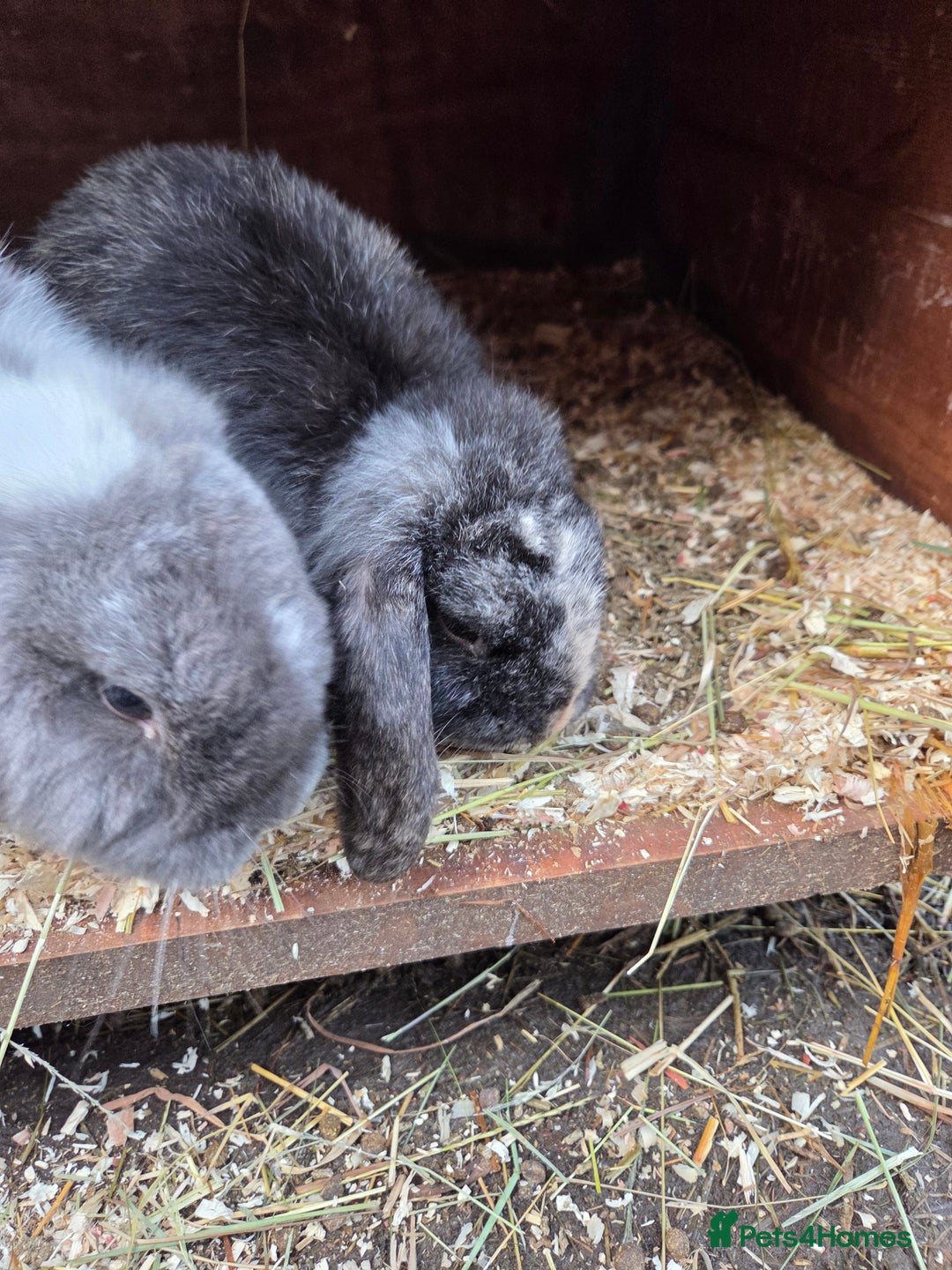 Mini Lop rabbits for sale: Beautiful mini lop babies ready now - Advert 8