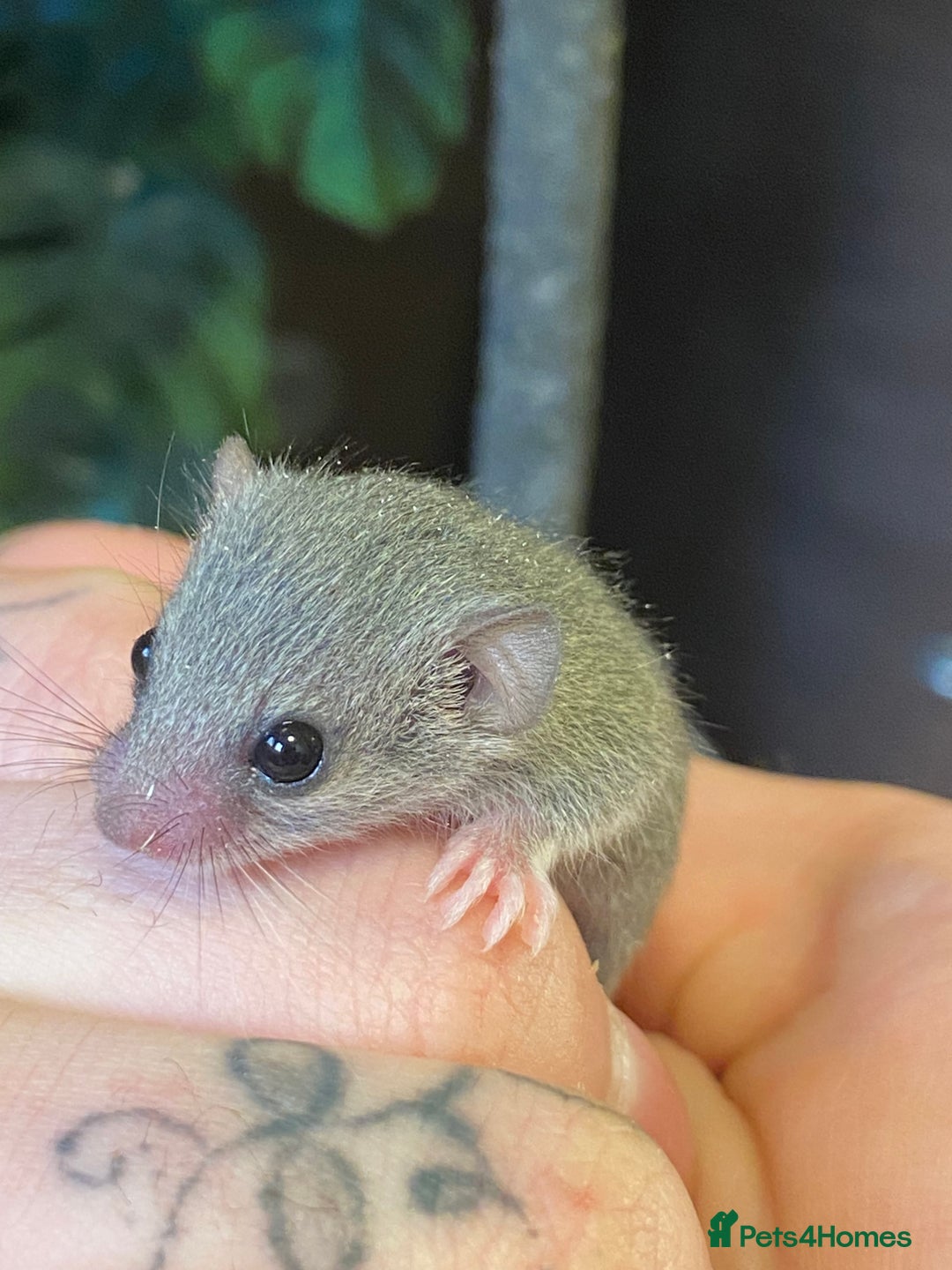 Mouse rodents for sale: 10 weeks old baby squirrels - Image 6