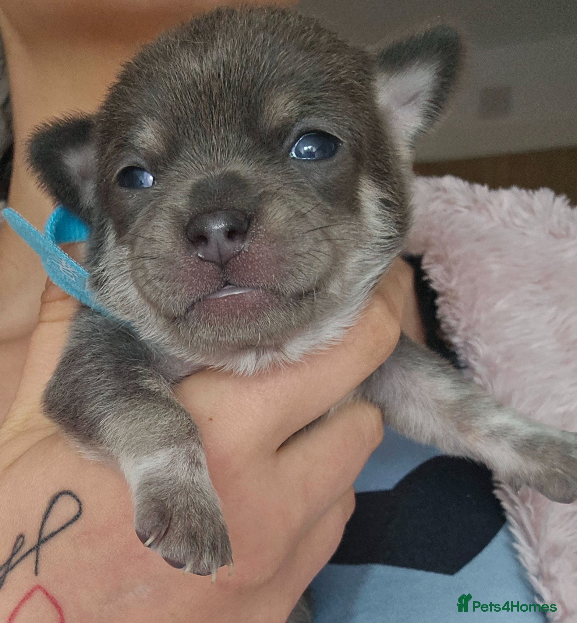 Chihuahua dogs for sale: Chihuahua puppies for sale - Advert 4