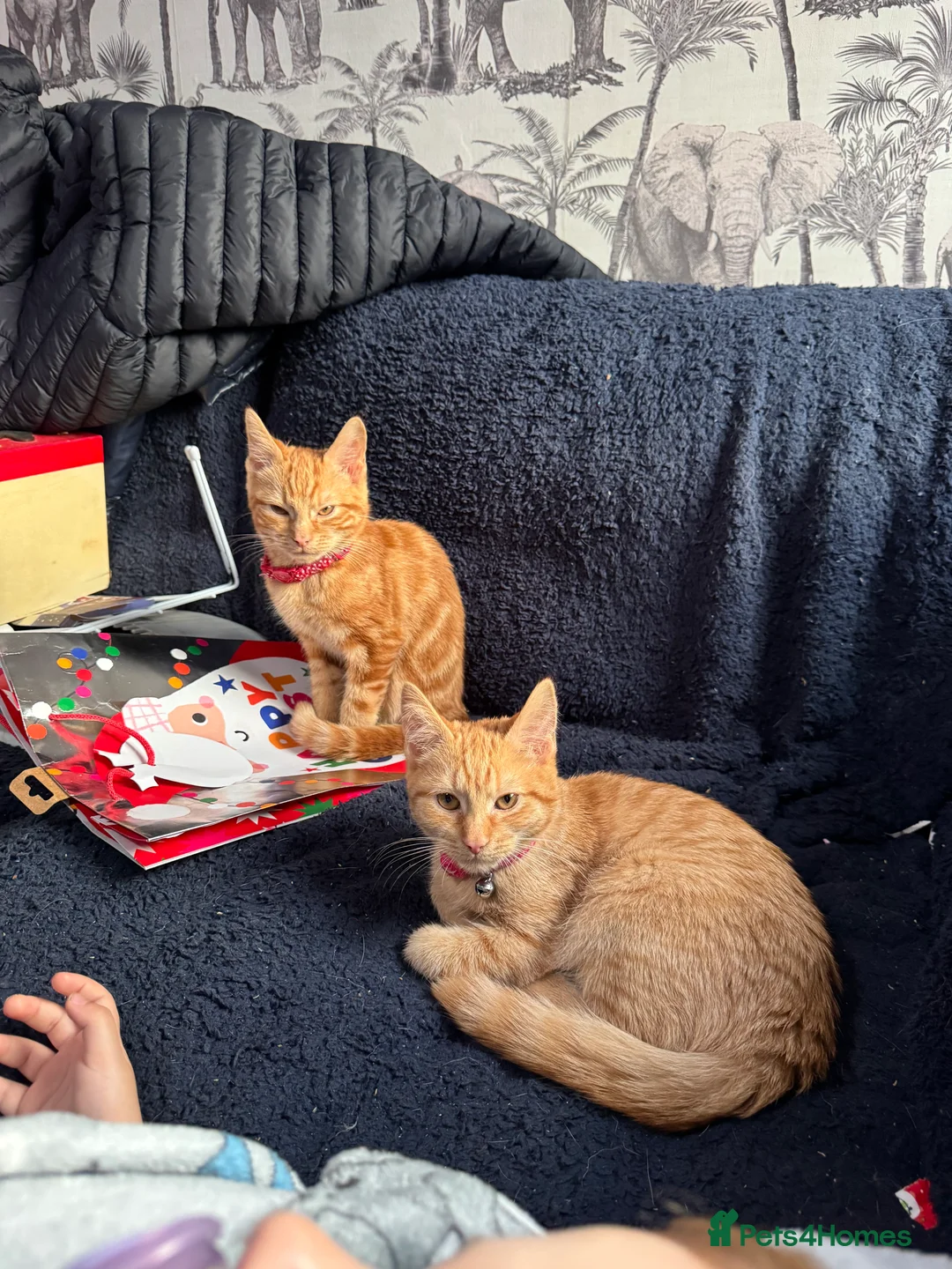 British Shorthair cats for sale: 3 kittens for sale - Advert 7