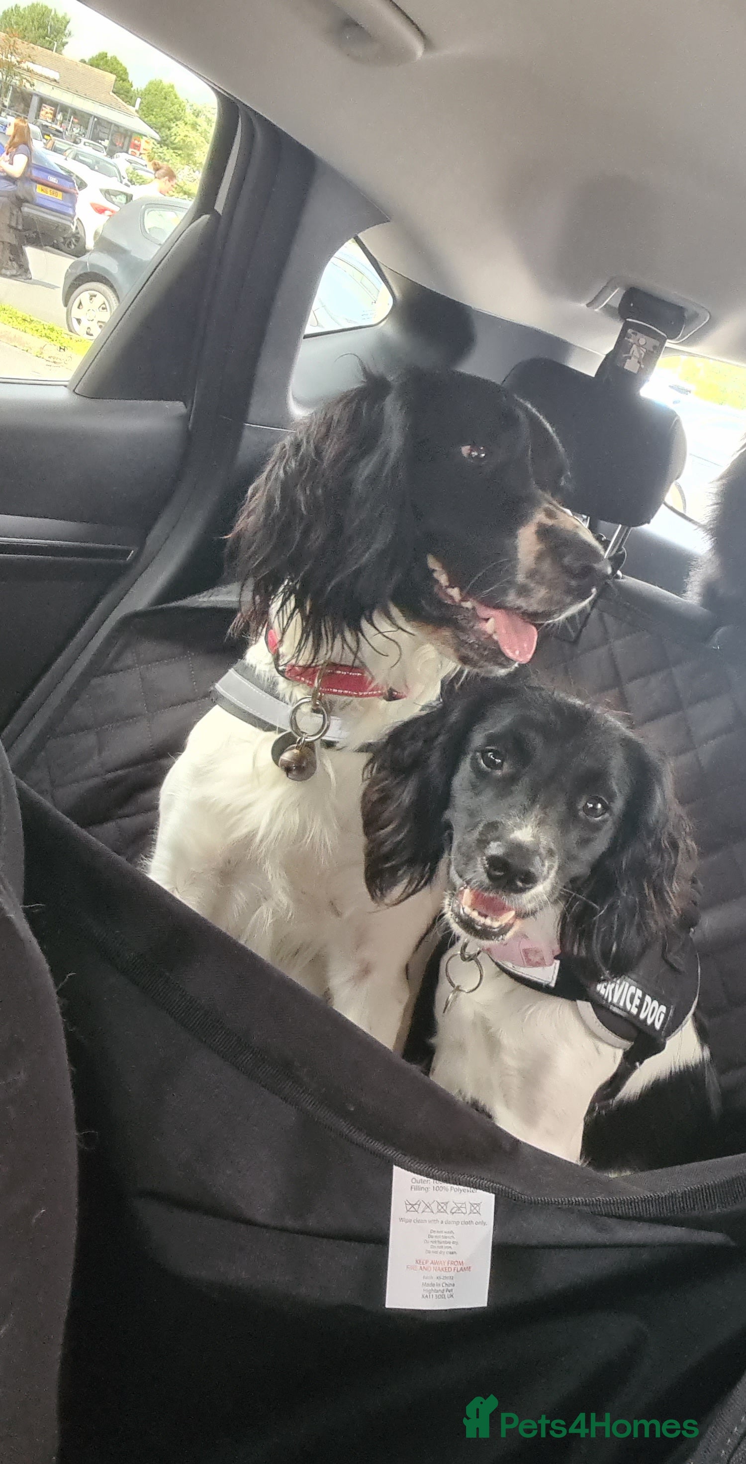 English Springer Spaniel dogs KC English Spinger Spaniel For Stud - Advert 4