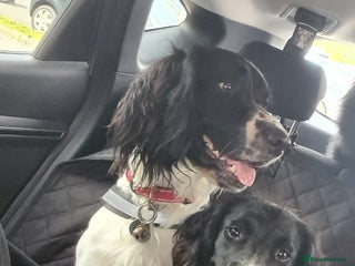 English Springer Spaniel dogs - Advert 21