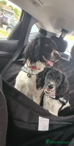 English Springer Spaniel dogs - Advert 1
