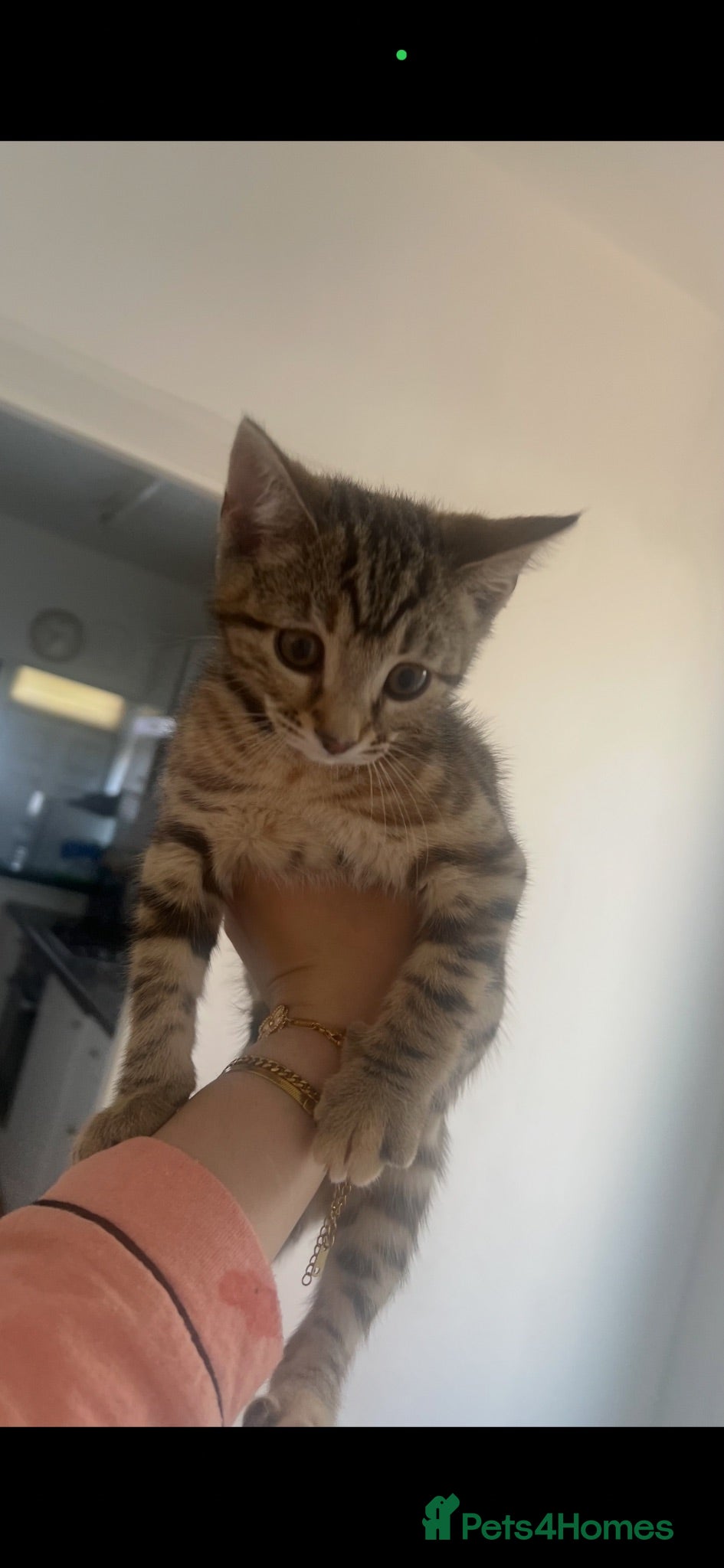 Mixed Breed cats READY TO GO ASAP - Advert 1