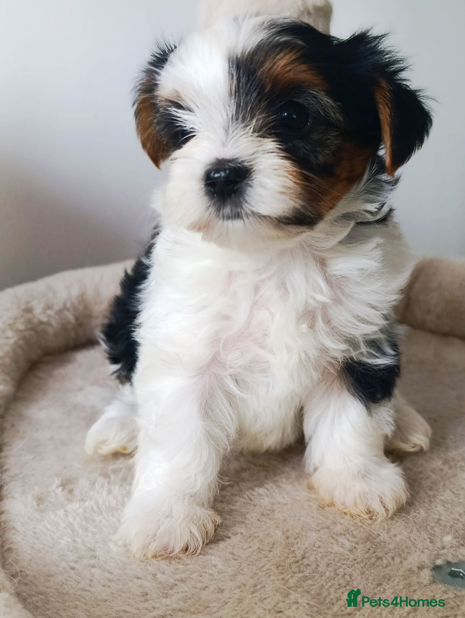 Biewer Terrier dogs Biewer Terrier Puppies×Home Raised×BeautifulColour - Advert 1