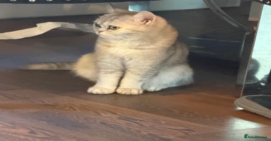 British Shorthair cats - Advert 6