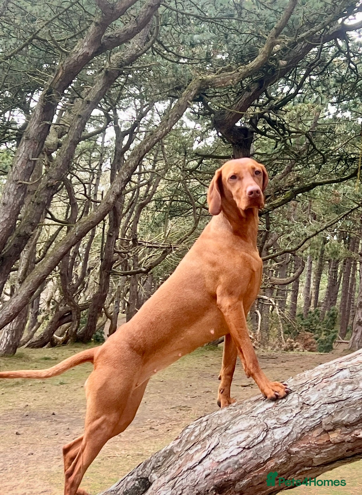 Hungarian Vizsla dogs Hungarian Vizsla Puppies - Advert 15