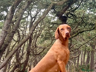 Hungarian Vizsla dogs Hungarian Vizsla Puppies - Advert 2