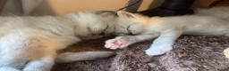 Ragdoll cats for sale: Pawtrait Perfect Ragdoll kittens in Hemel Hempstead - Advert 8