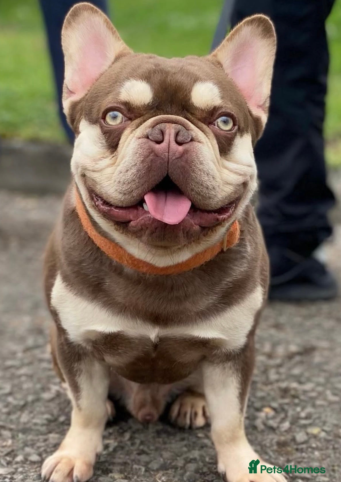 French Bulldog dogs Rojo and tan carrying fluffy boy - Advert 1