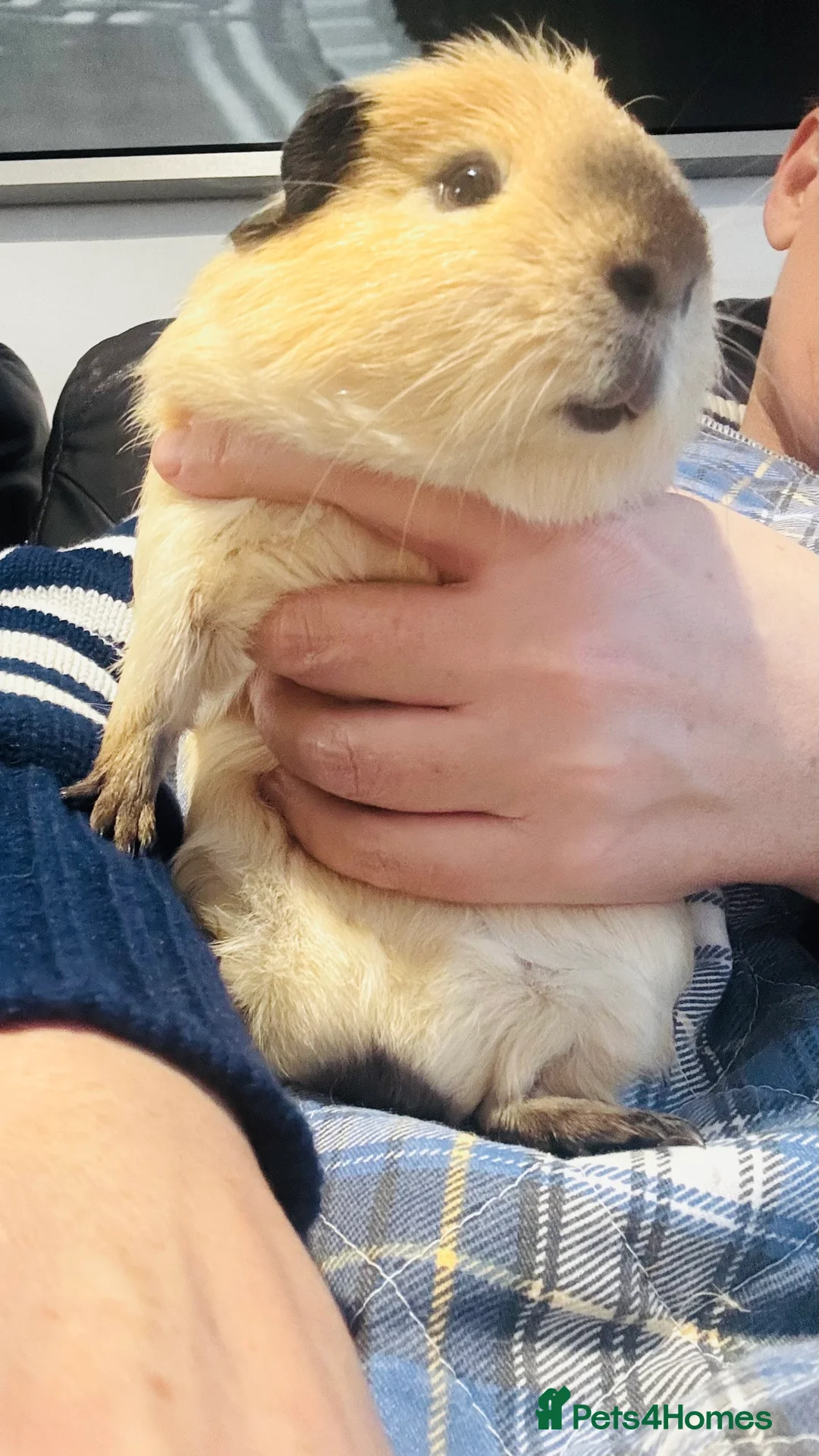 Guinea Pig rodents for sale: 2 Beautiful Male Guinea pigs for sale  - Advert 2