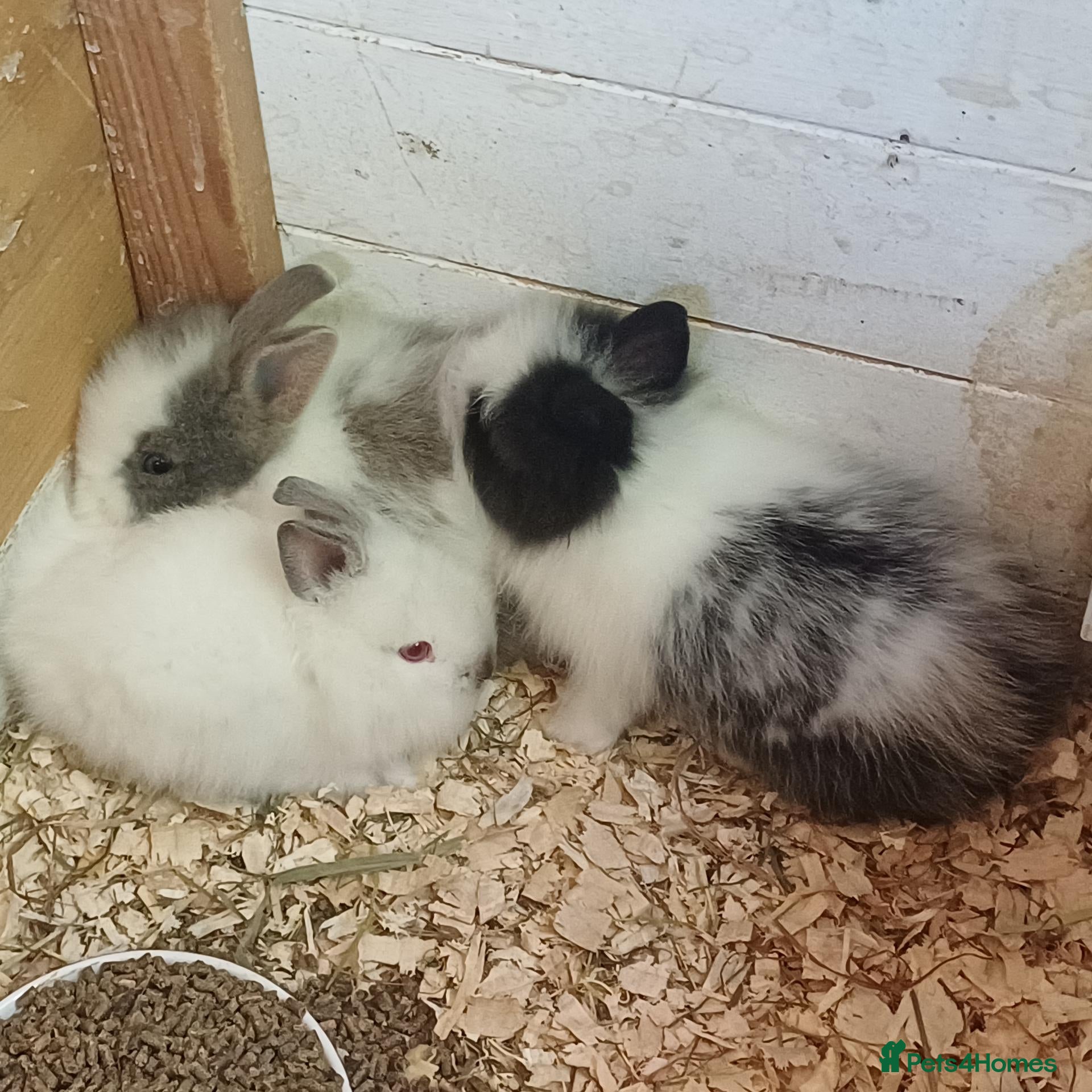 Lionhead rabbits Double main lionhead baby rabbits  - Advert 5