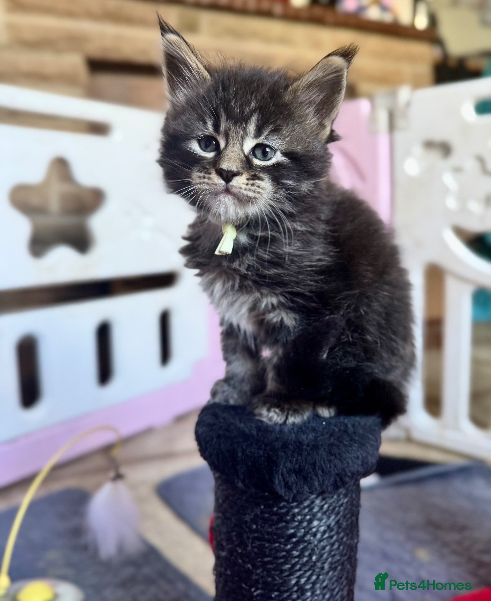 Maine Coon cats ACTIVE tica Maine coon kittens - Advert 14