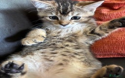 Mixed Breed cats for sale: Female Persian chinchilla mix kitten  in St Albans - Image 10