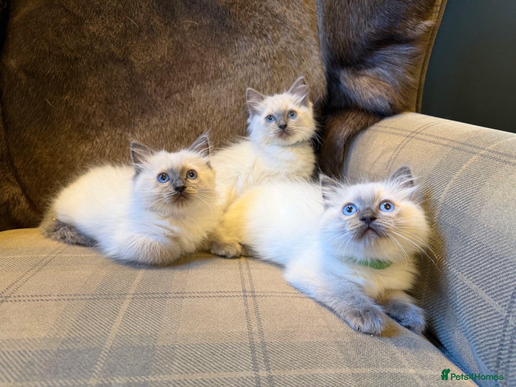 Ragdoll cats 3 gorgeous blue point male ragdolls. Ready now.  - Advert 1