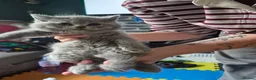 British Shorthair cats for sale: Beautiful chunky brittish short hair kittens - Advert 24