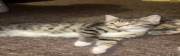 Mixed Breed cats for sale: Gorgeous Bengal Cross Kittens 🐾 - Advert 4