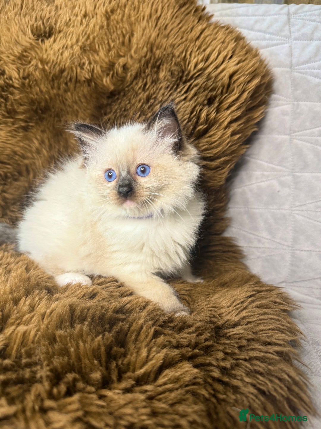 Ragdoll cats for sale: GCCF Sealpoint Mitted/Blue Lynx Ragdoll kittens - Image 20