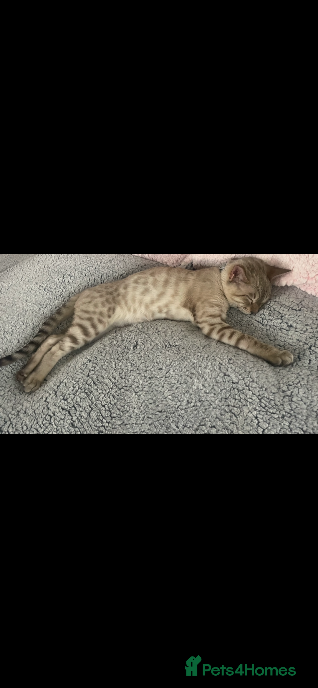 Bengal cats for sale: snow bengal  - Advert 9