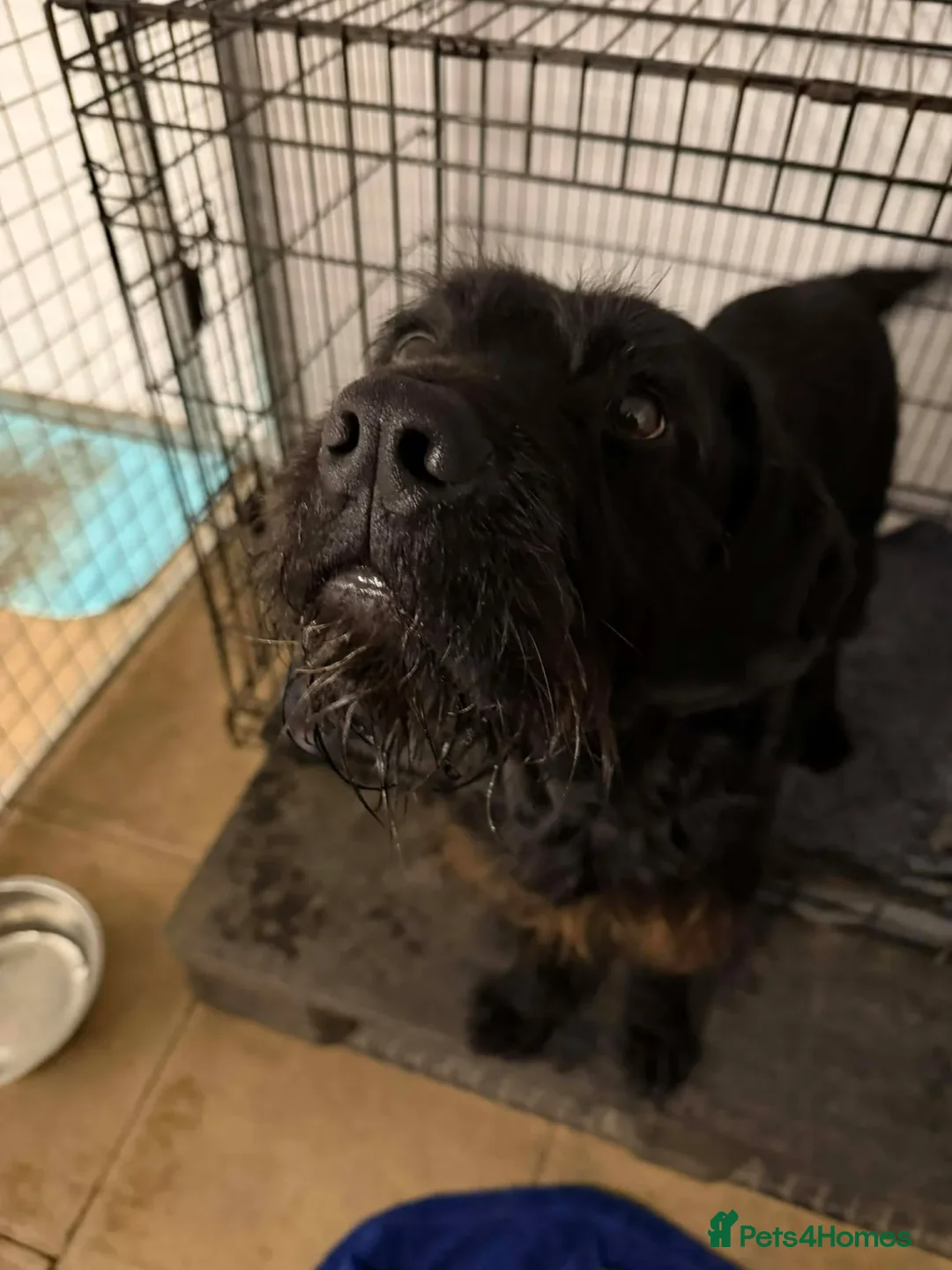 Mixed Breed dogs for adoption: Riley - Advert 2