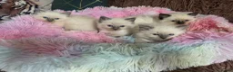 Ragdoll cats for sale: Four Stunning GCCF Registered Girls - Advert 10