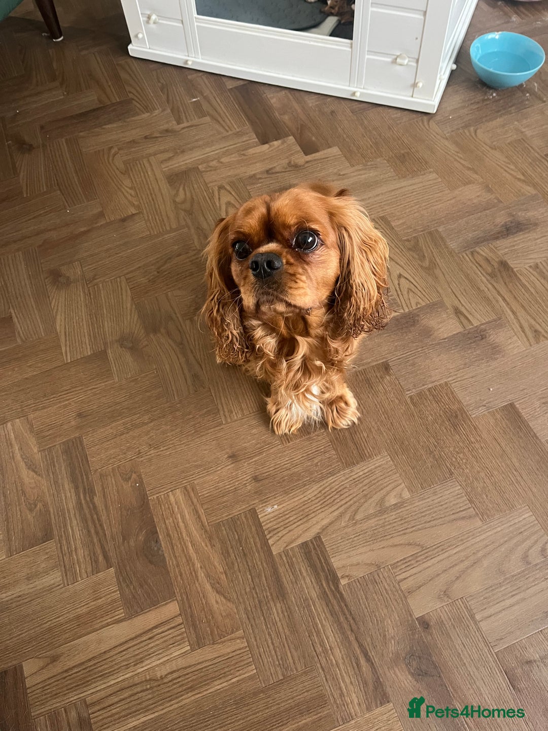 Cavalier King Charles Spaniel dogs for sale: Beautiful KC Registered Cavalier King Charles Pups - Advert 21