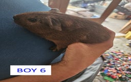 Guinea Pig rodents for sale: Male Guinea Pigs For Sale - Image 11