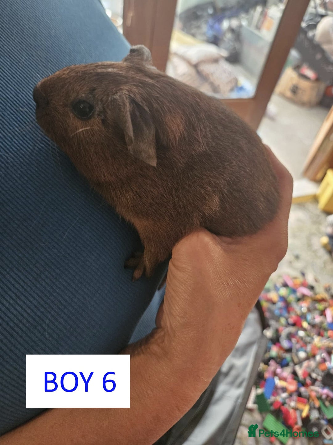 Guinea Pig rodents for sale: Male Guinea Pigs For Sale - Image 11