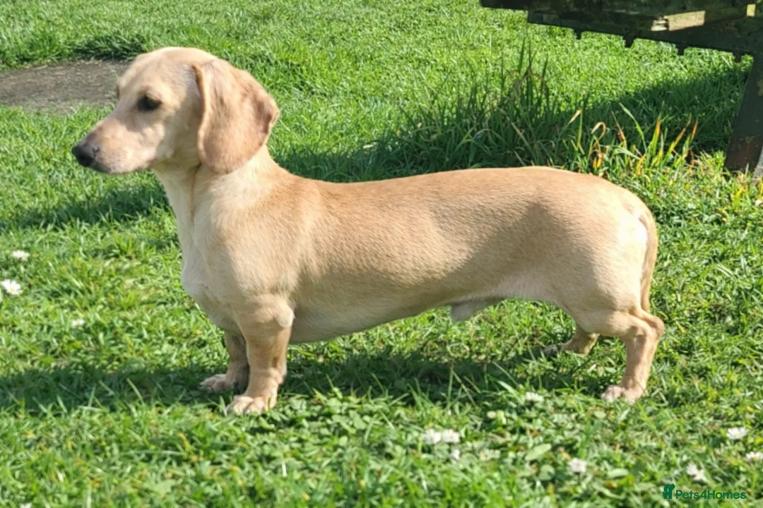 Miniature Dachshund dogs for stud: Cream Intensity Mini daxi stud - Advert 1