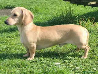 Miniature Dachshund dogs Cream Intensity Mini daxi stud - Advert 11