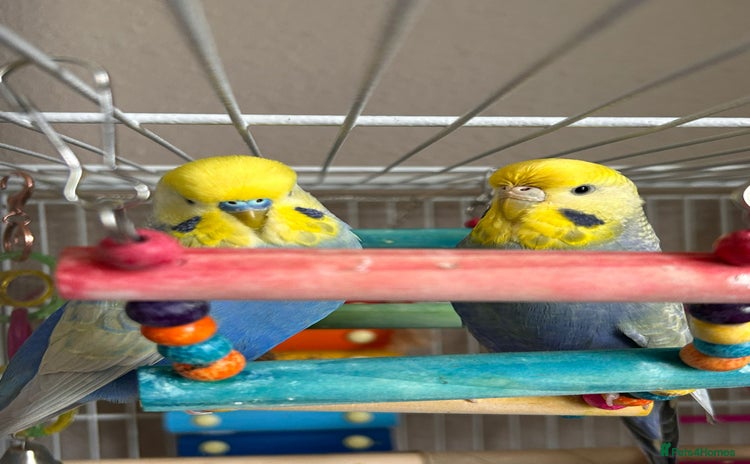 Budgerigars birds - Advert 1