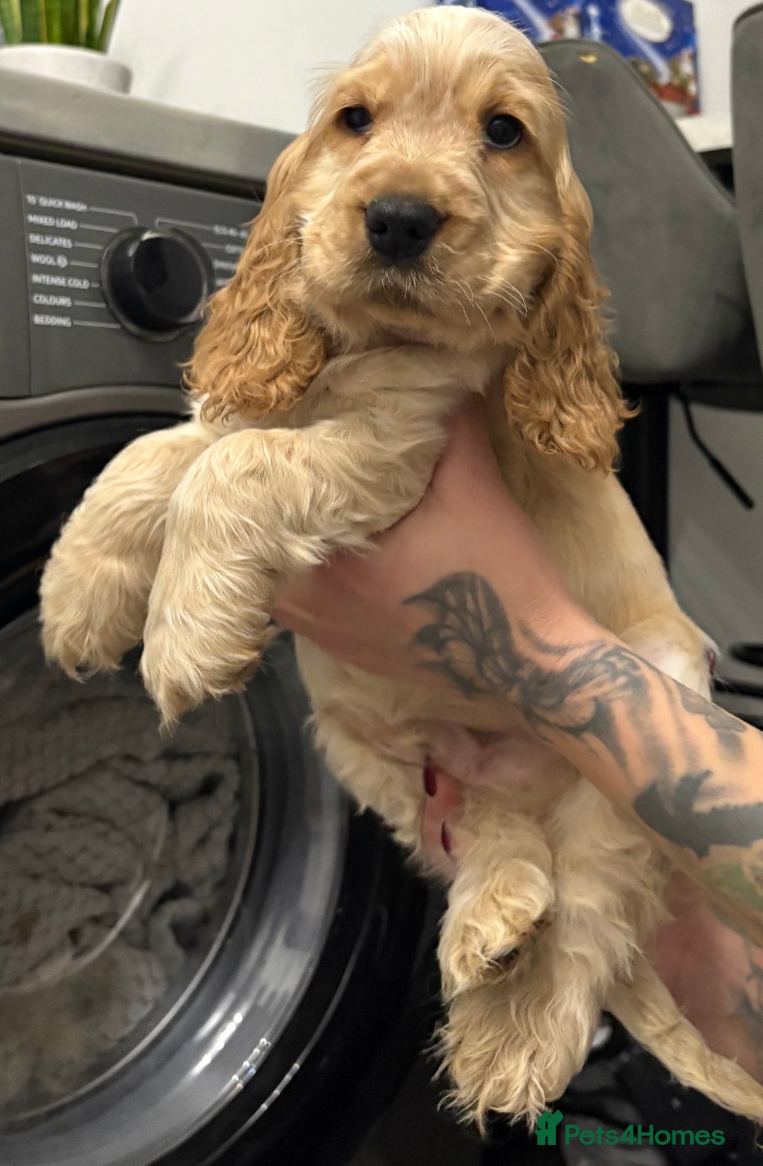 Cocker Spaniel dogs for sale: KC Reg Delightful Show Type Cocker Spaniels - Advert 31
