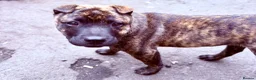 Mixed Breed dogs for sale: Female sharpei x Staffordshire bull terrier  - Advert 2