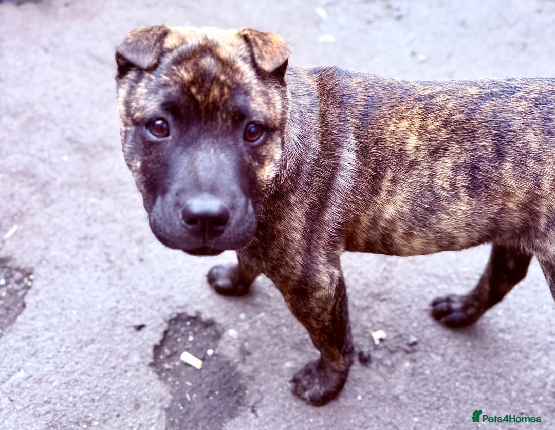 Mixed Breed dogs for sale: Female sharpei x Staffordshire bull terrier  - Advert 2
