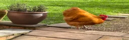 Chickens poultry for sale: Beautiful Buff Orpington Boy in Leamington Spa - Advert 4