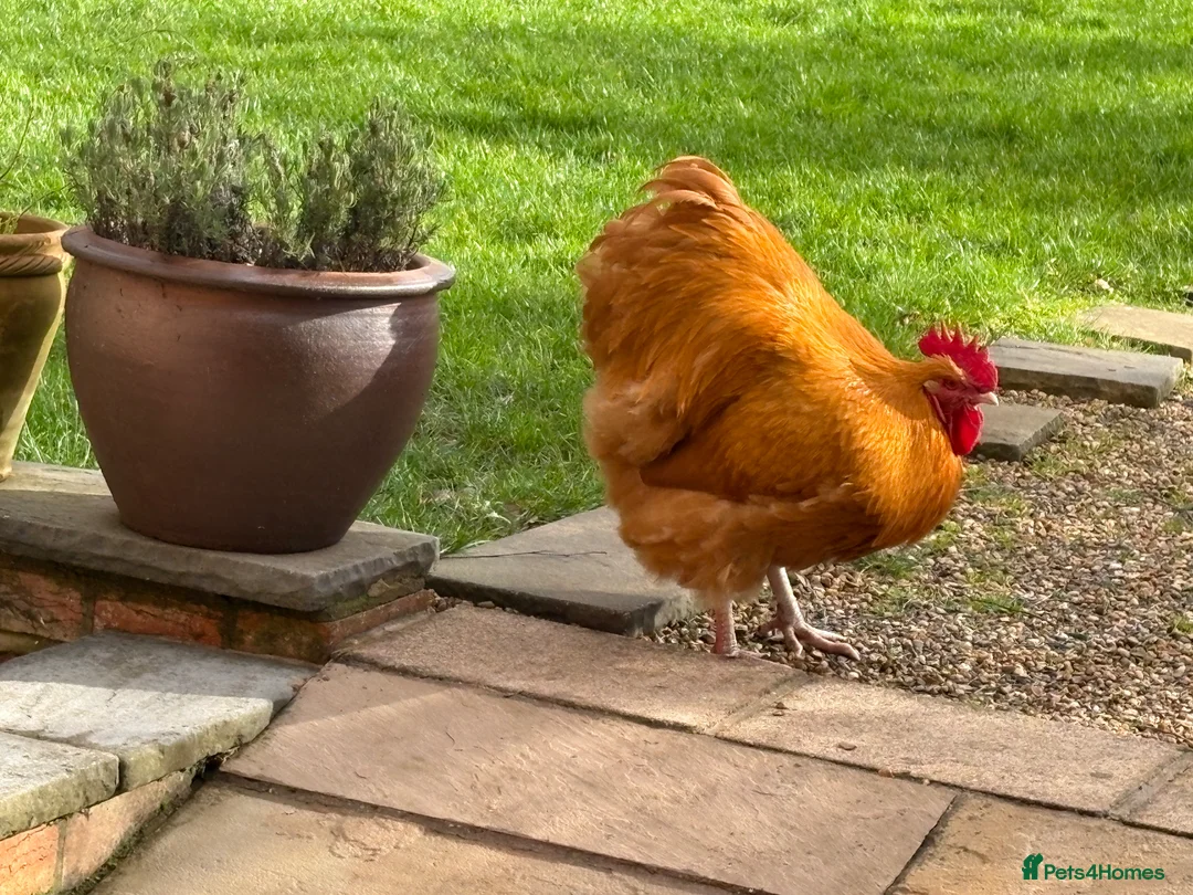 Chickens poultry for sale: Beautiful Buff Orpington Boy in Leamington Spa - Advert 4