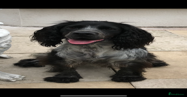 Cocker Spaniel dogs - Advert 2