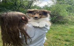Shetland Sheepdog dogs for sale: Two Male Shetland Sheepdog pups - Image 5