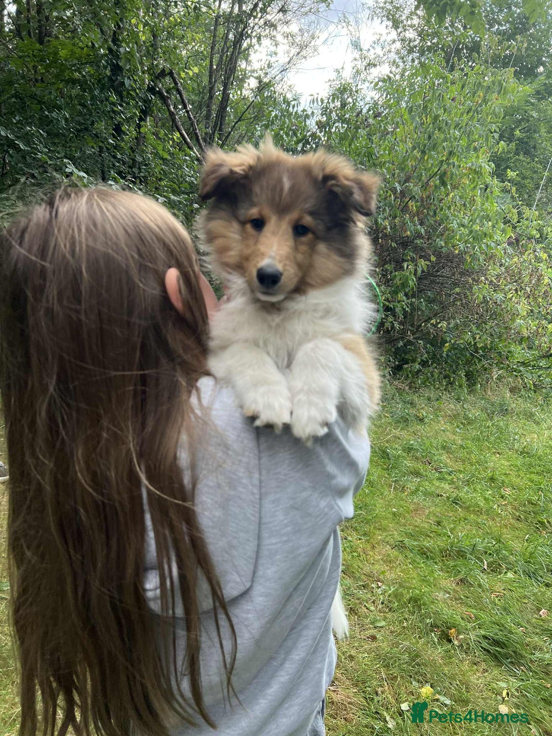 Shetland Sheepdog dogs for sale: Two Male Shetland Sheepdog pups - Image 5