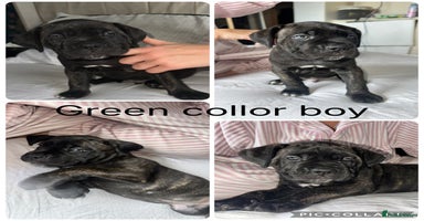Cane Corso dogs Last 1 boys left  ICCF registered Cane Corso   - Advert 10