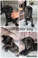 Cane Corso dogs Last 1 boys left ICCF registered Cane Corso - Advert 10