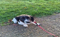 English Springer Spaniel dogs for sale: Puppy  - Image 3