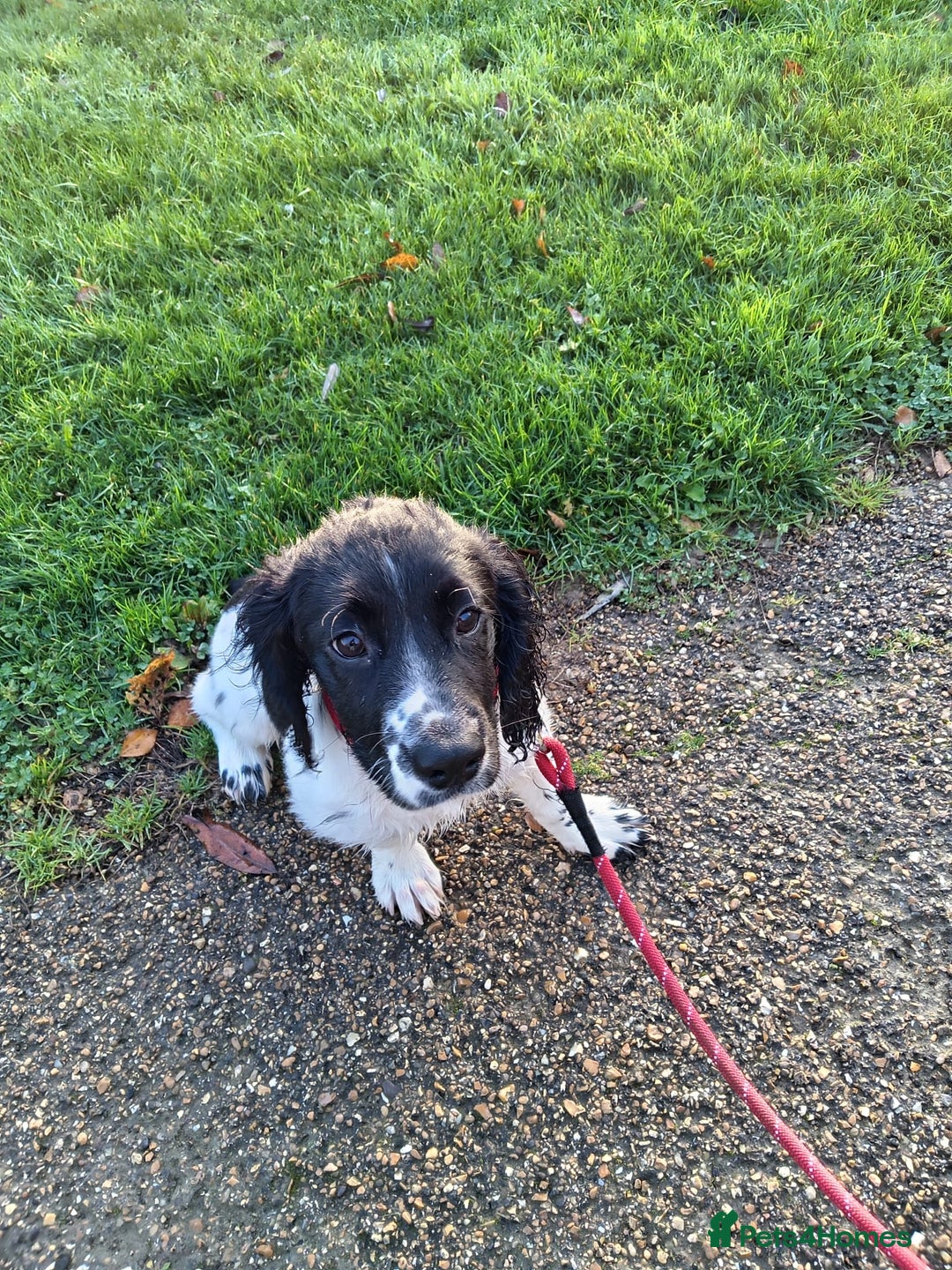 English Springer Spaniel dogs for sale: Puppy  - Image 3