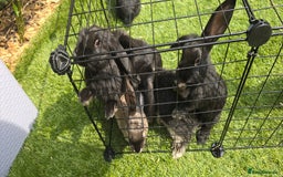 Dwarf Lop rabbits for sale: 9 Dwarf lop Rabbits ready for a new home - Image 24