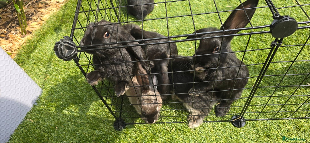 Dwarf Lop rabbits for sale: 9 Dwarf lop Rabbits ready for a new home - Image 24