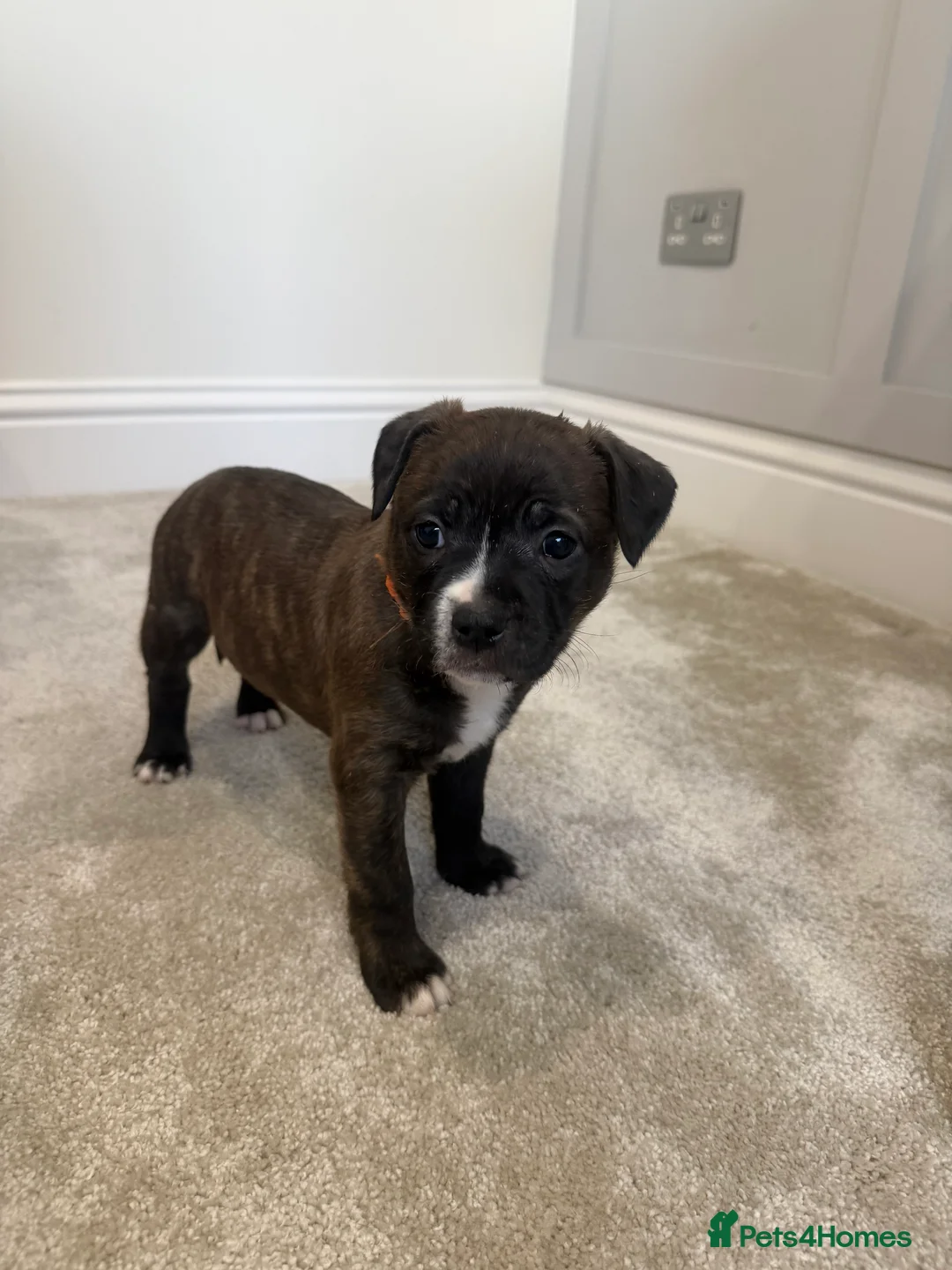 Staffordshire Bull Terrier dogs for sale: Beautiful Staffy Puppies Ready Soon – Home Raised in Peterborough - Advert 2
