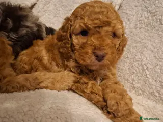 Cockapoo dogs Minature cockapoo puppies - Advert 14