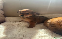 Shorkie dogs for sale: Shih Tzu cross Yorkshire terrier - Image 7
