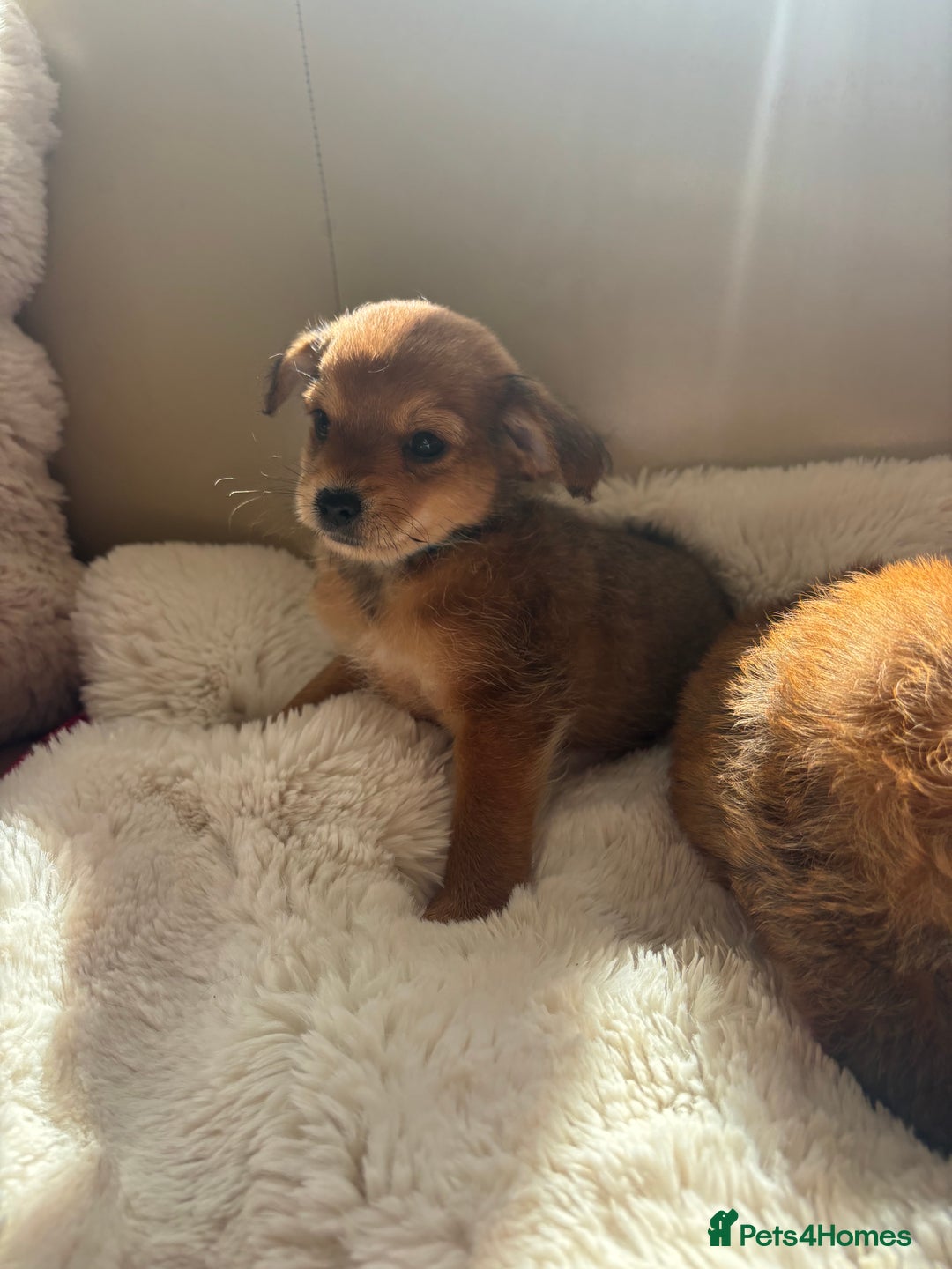 Shorkie dogs for sale: Shih Tzu cross Yorkshire terrier - Image 7